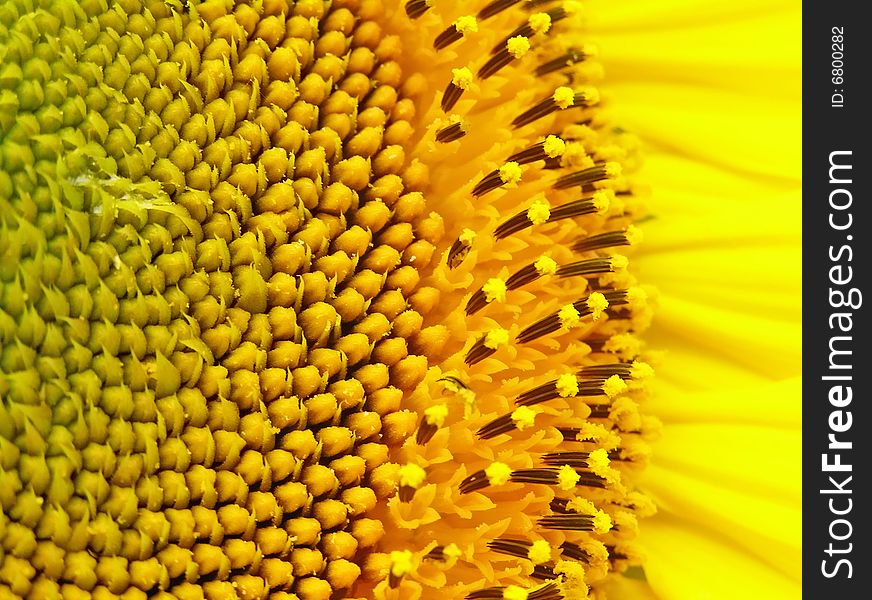 Inflorescence of sunflower is demonstrated by efficiency in nature. Inflorescence of sunflower is demonstrated by efficiency in nature.
