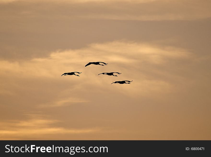 Flying cranes (Grus grus)