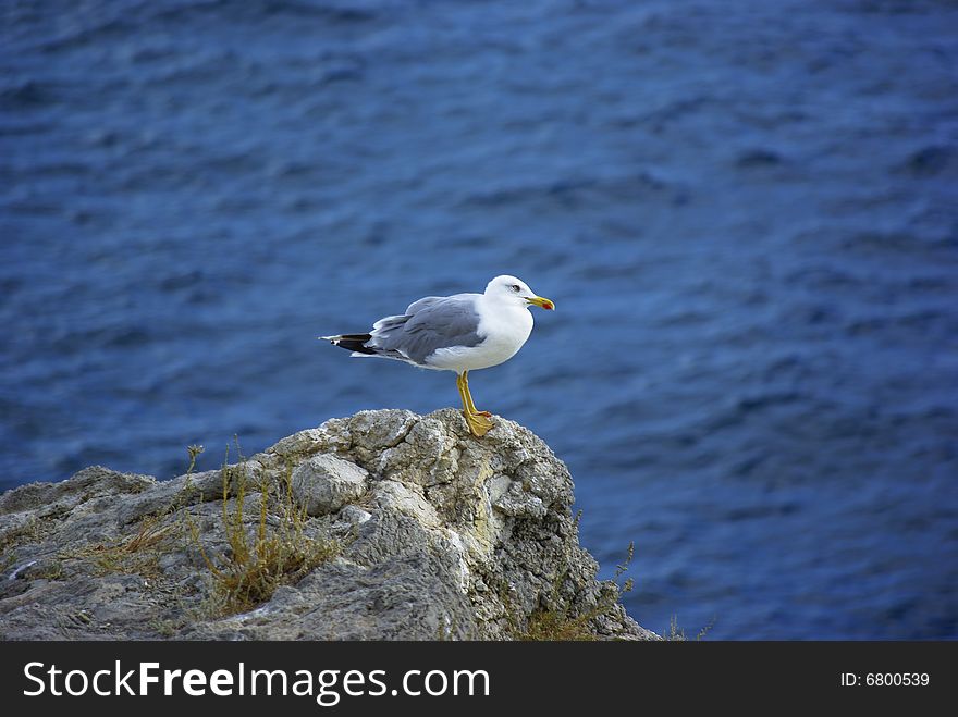 Isolated seagull sitting on a piece of rock against blue sea. Isolated seagull sitting on a piece of rock against blue sea
