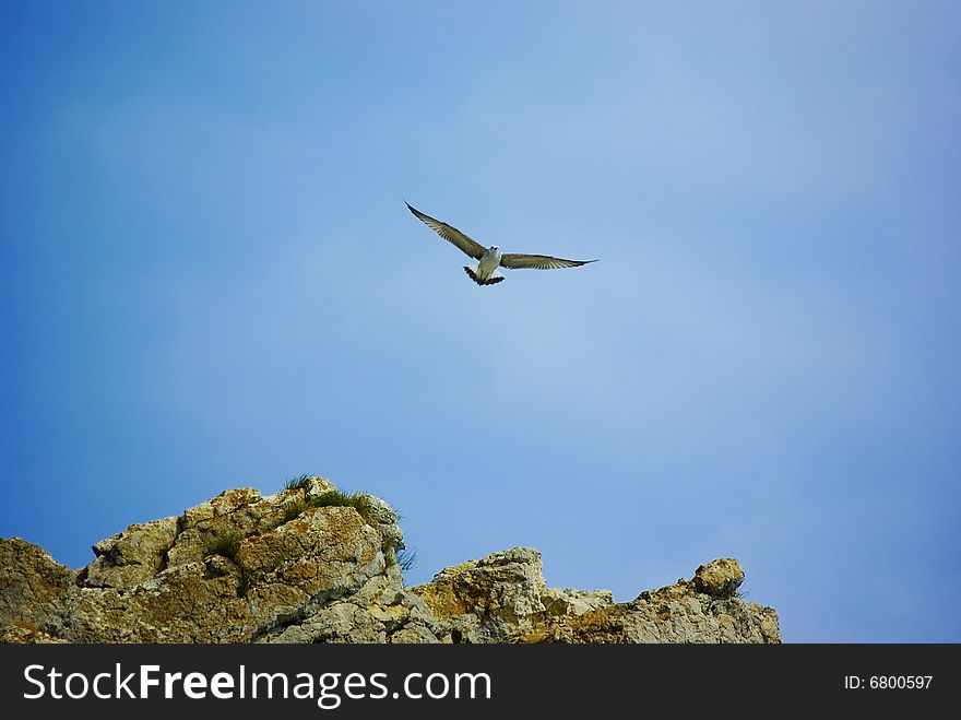 Seagull hovering over rocks on a blue sky. Seagull hovering over rocks on a blue sky
