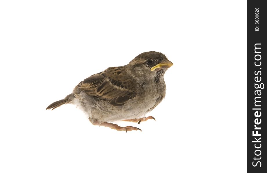 Little sparrow on white ground