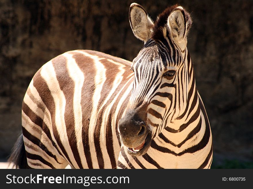 A black and white Zebra