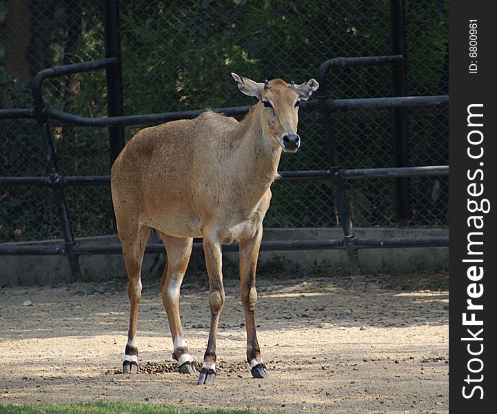 Nilgai or bluebull are found in open jungles and scrubby grasslands.
