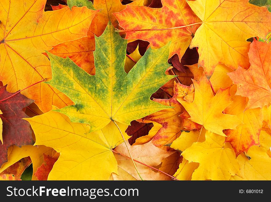 Beautiful leaves isolated on a white background