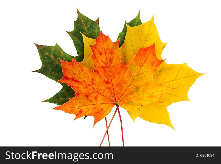 Beautiful leaves isolated on a white background