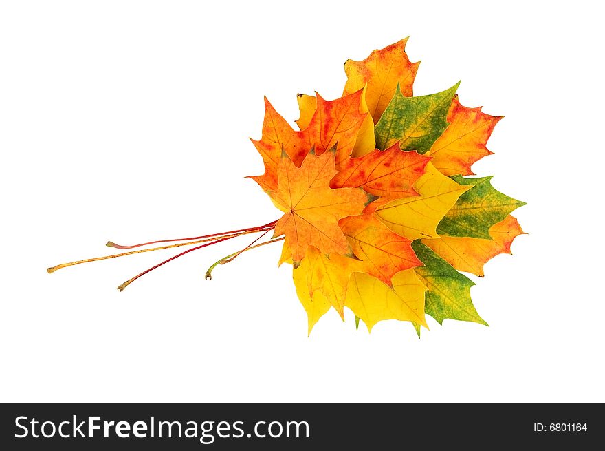 Beautiful leaves isolated on a white background