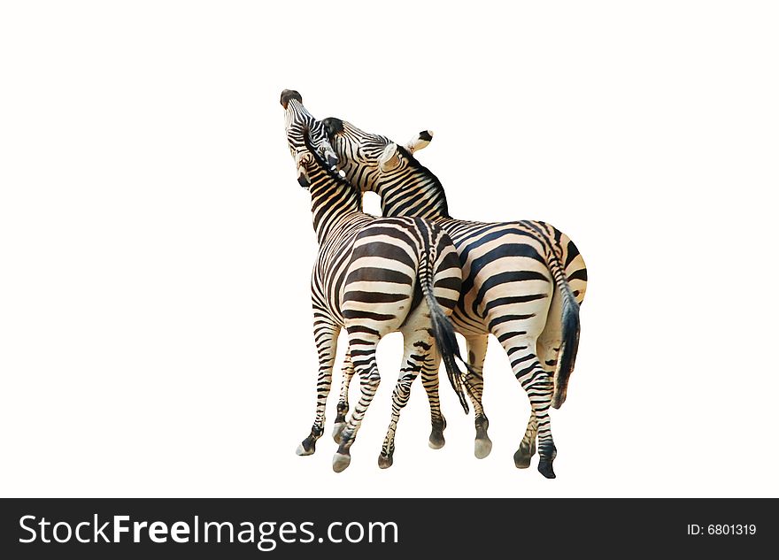 Two zebras on the walk