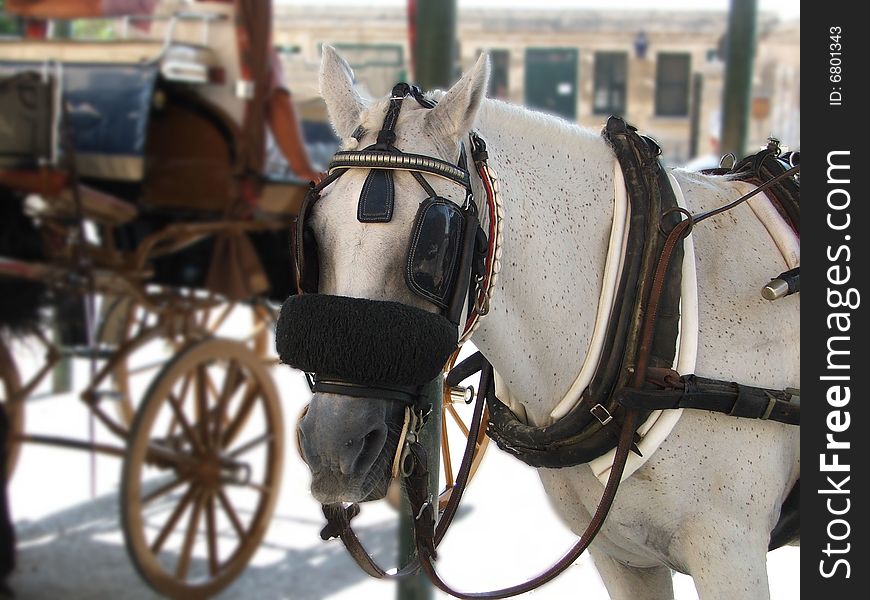 A cart horse as part of a tourist attraction in the Maltese Islands