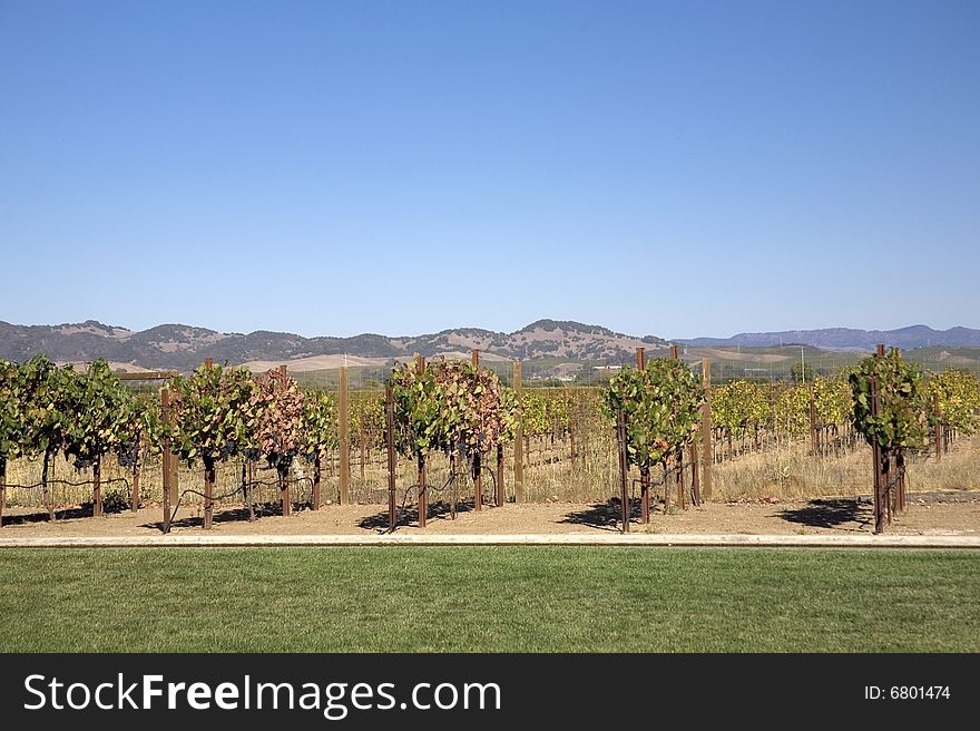 Vineyard in early fall on a sunny day. Vineyard in early fall on a sunny day