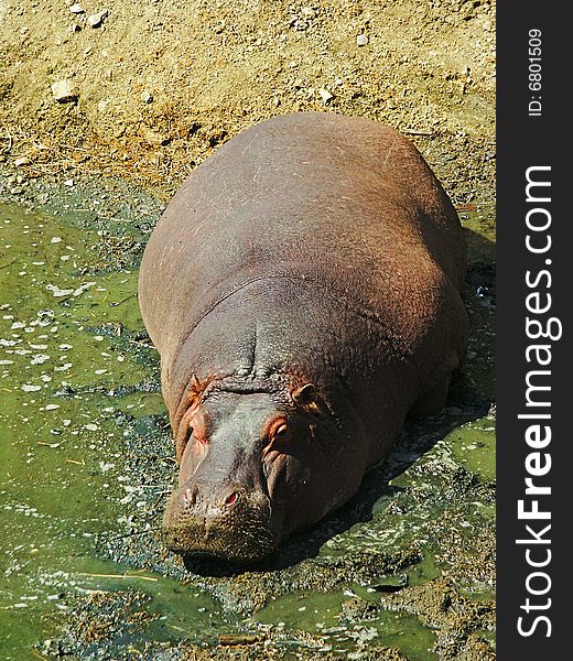 A hippo in the mud