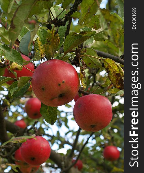 Few red apples on tree branch