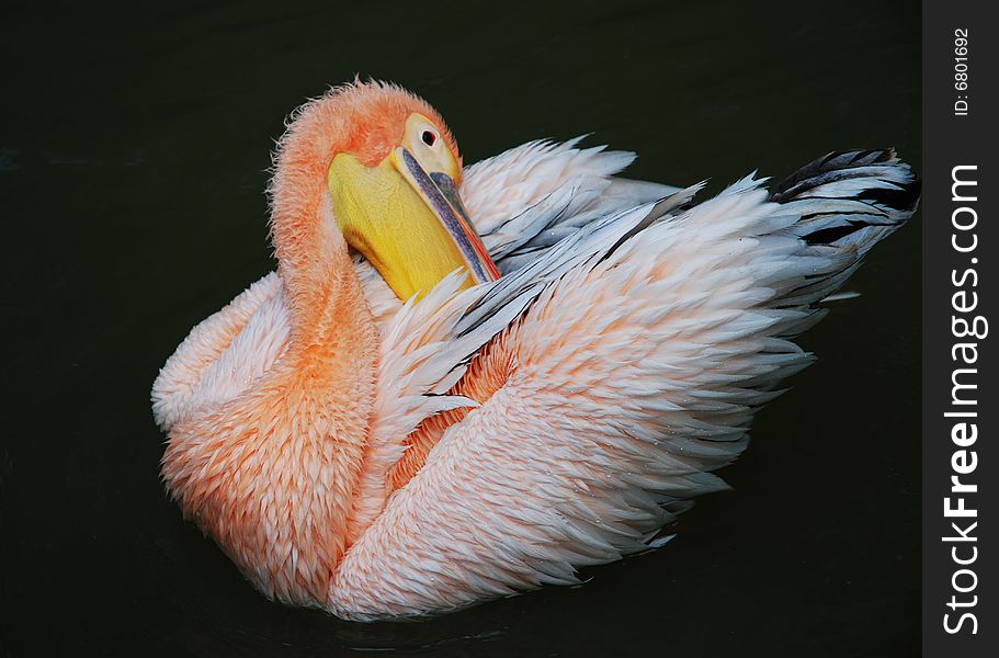 Pink pelican is washing now