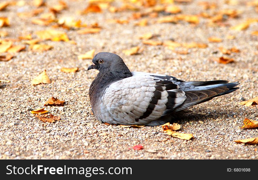 A gray pigeon on ground in a park in Berlin