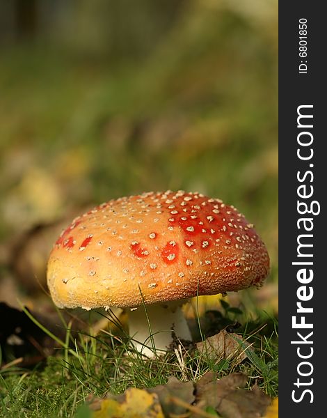 Autumn scene: toadstool or fly agaric mushroom in the grass