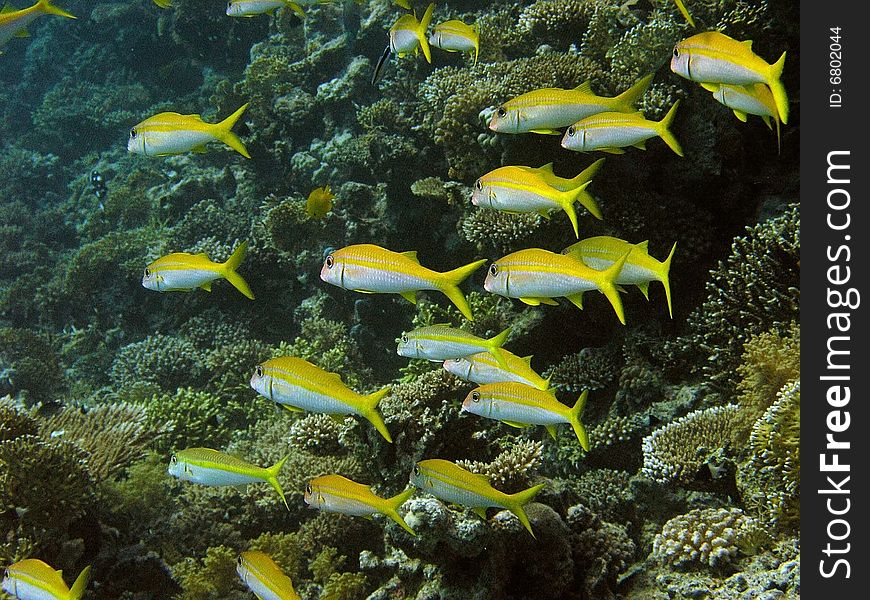 Butterfly Fish on the reef