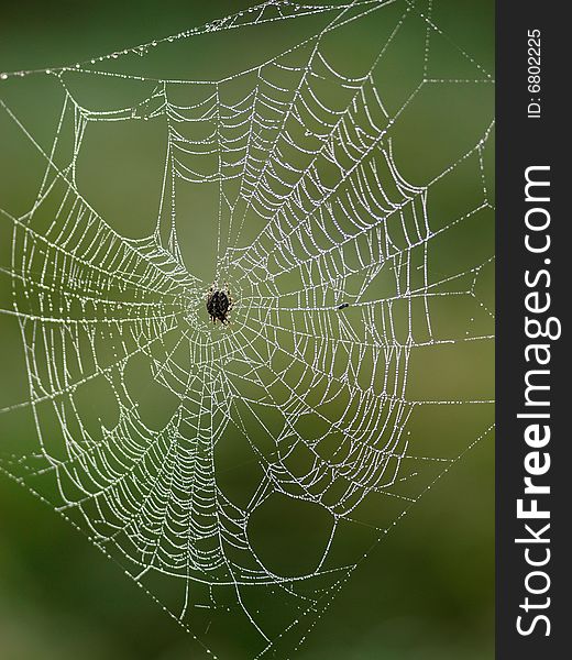 A spider sits on its web and waits for food. A spider sits on its web and waits for food