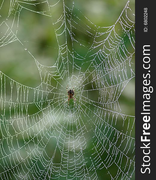 A spider sits on its web and waits for food. A spider sits on its web and waits for food