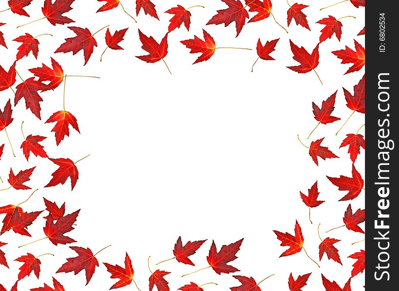 Isolated Red Maple Leaves