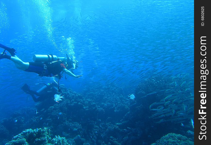 Divers on the reef in the red sea