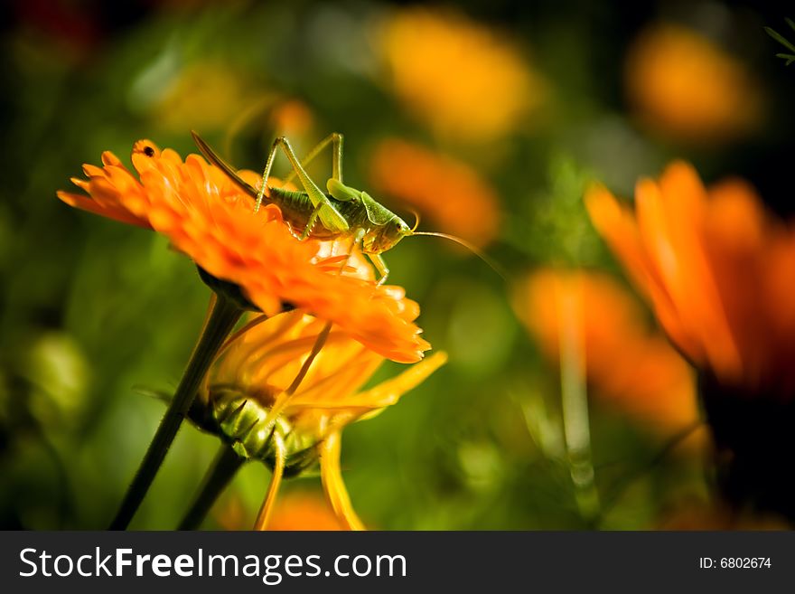 Green grasshopper on flower