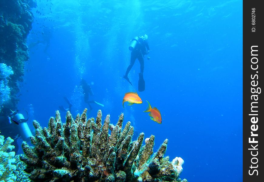 Divers on the reef in the red sea