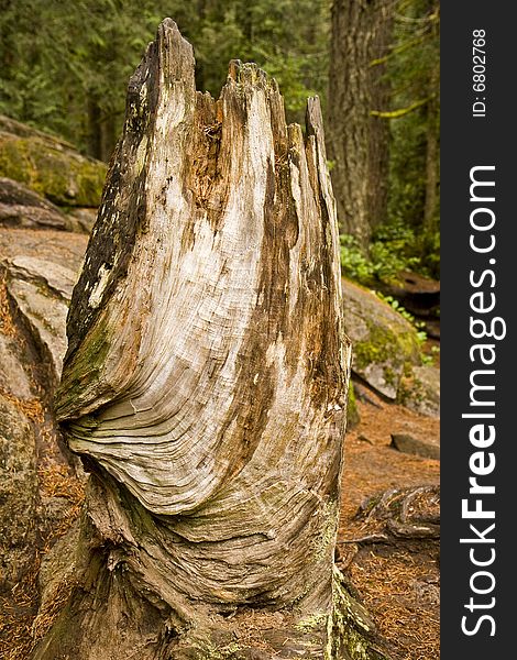 An old twisted stump in the forest