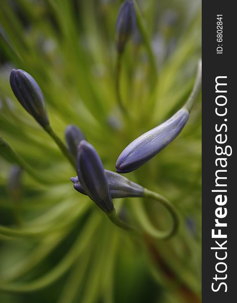 Agapanthus Close up of purple buds