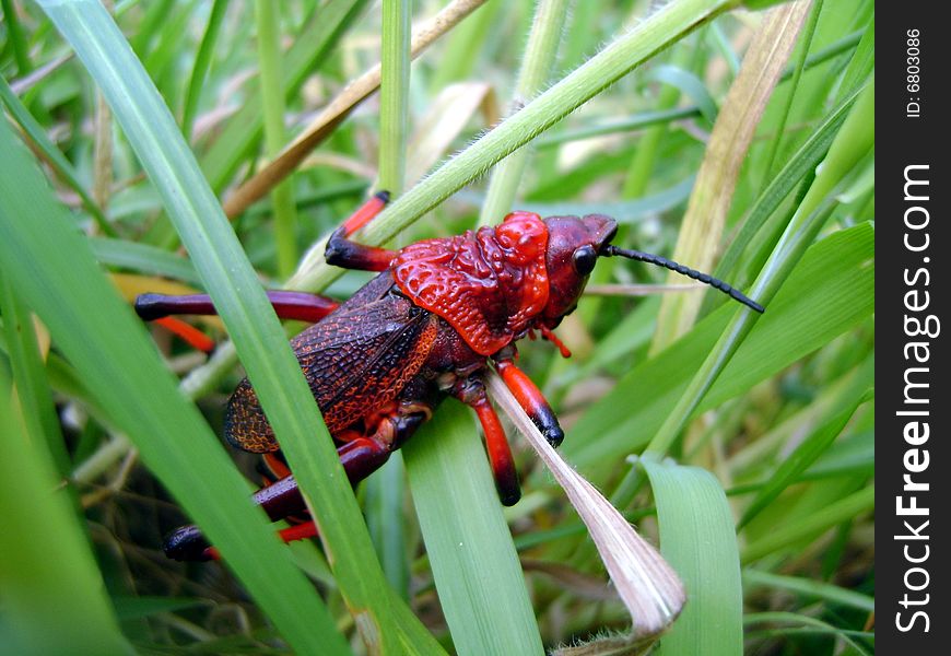 Red Grasshopper Clinging