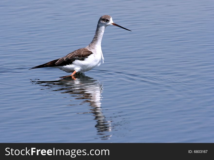 A bird of passage (and its reflection) looking for food on the water (Himantopus himantopus). A bird of passage (and its reflection) looking for food on the water (Himantopus himantopus).