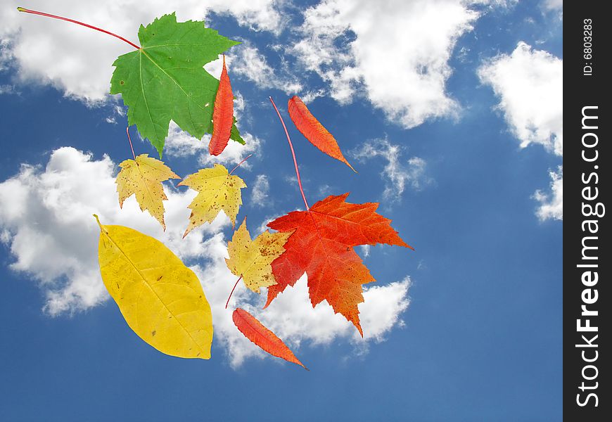 Colorful autumn leaves falling to earth. Colorful autumn leaves falling to earth.