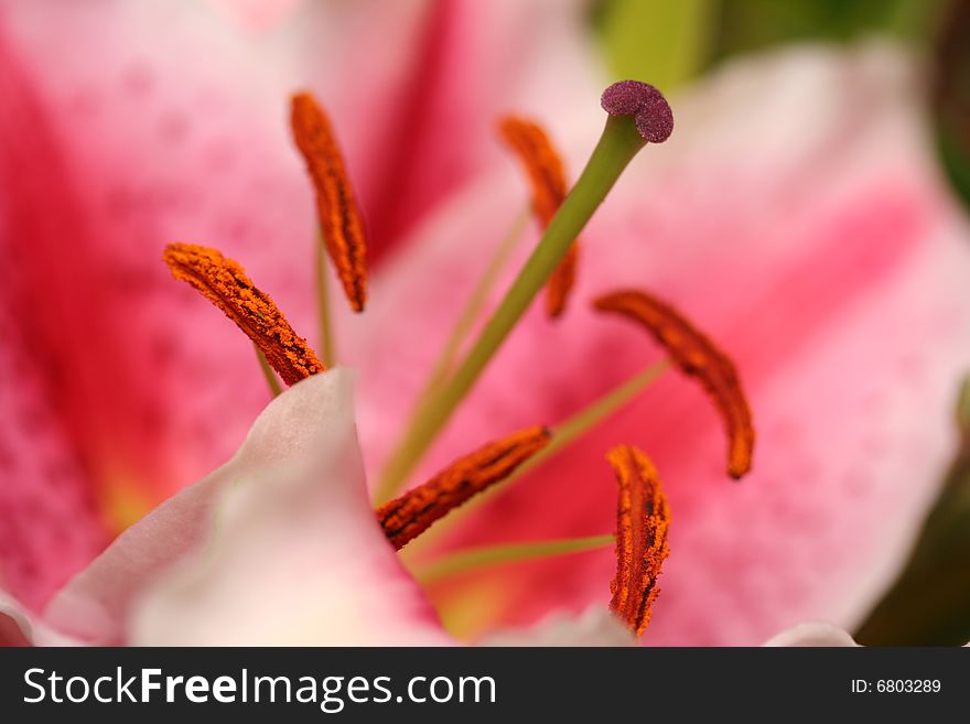 Beautiful pink stargazer lily in macro. Nice crisp focus on stamen and pollen. Beautiful pink stargazer lily in macro. Nice crisp focus on stamen and pollen