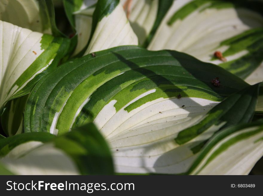 Hosta. Variegated leaves of bright plant.