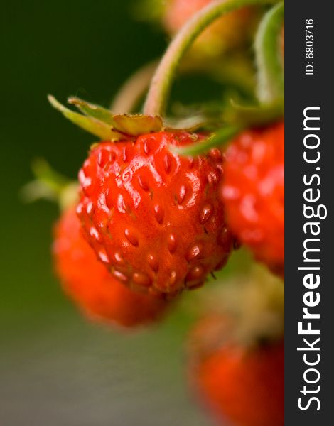 Close up of a wild strawberry over green background