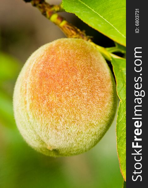 Peach on a tree branch over green background