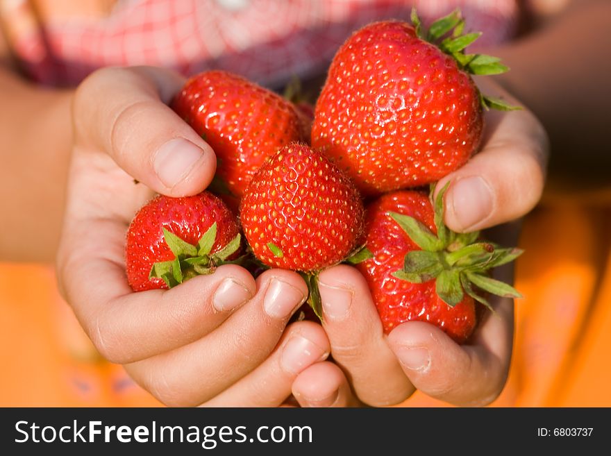 Strawberries in a child's hands
