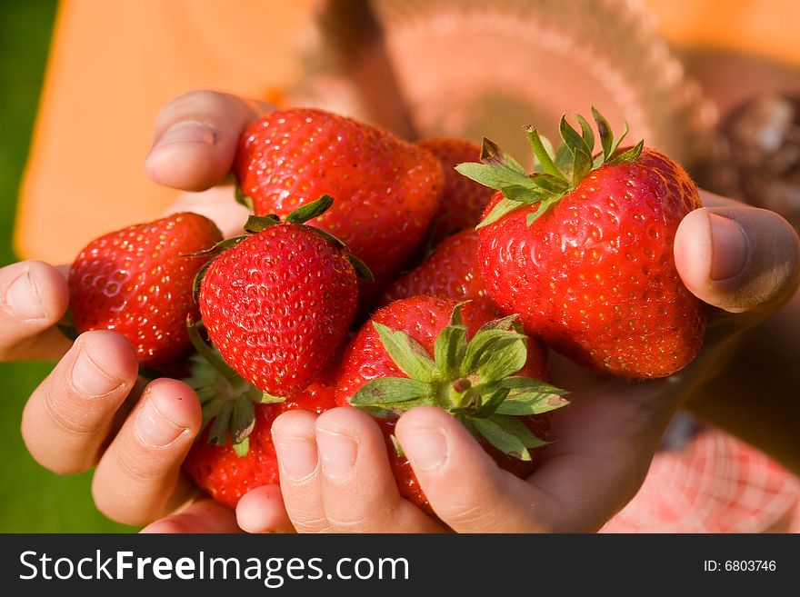 Strawberries In A Child S Hands