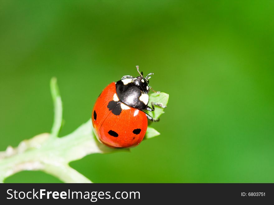 Close-up of a ladybug on a leaf