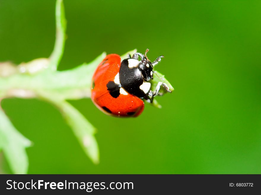 Close-up of a ladybug on a leaf