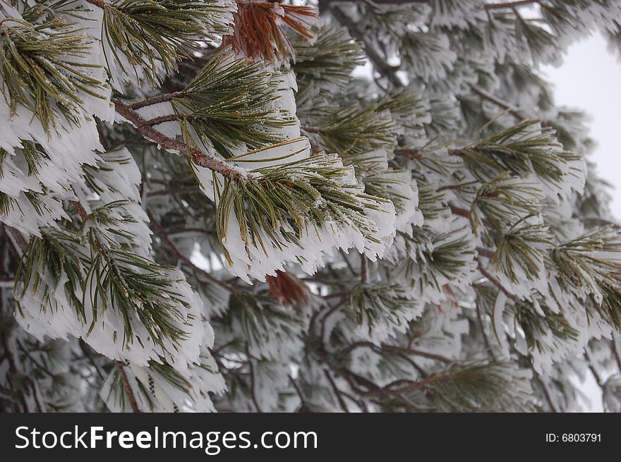 Ice forms on fir tree needles. Ice forms on fir tree needles