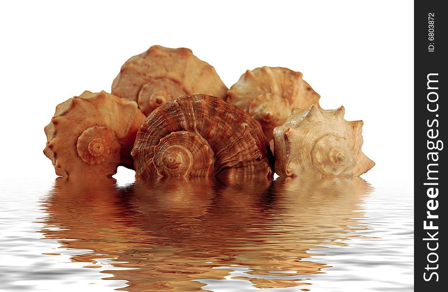 Closeup of five sea shell in water with reflections. Closeup of five sea shell in water with reflections