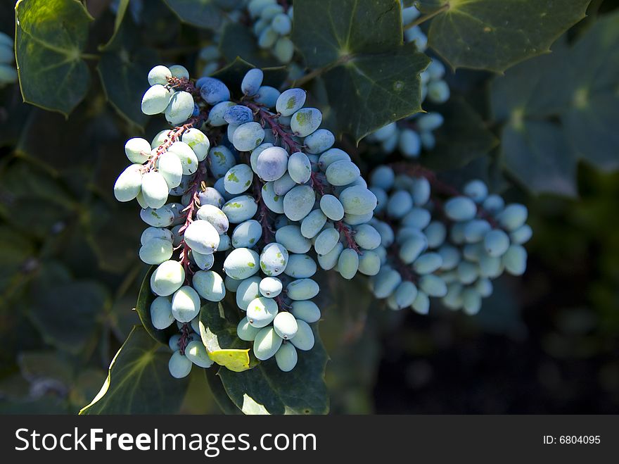 Berries clustered on a vine in Texas. Berries clustered on a vine in Texas