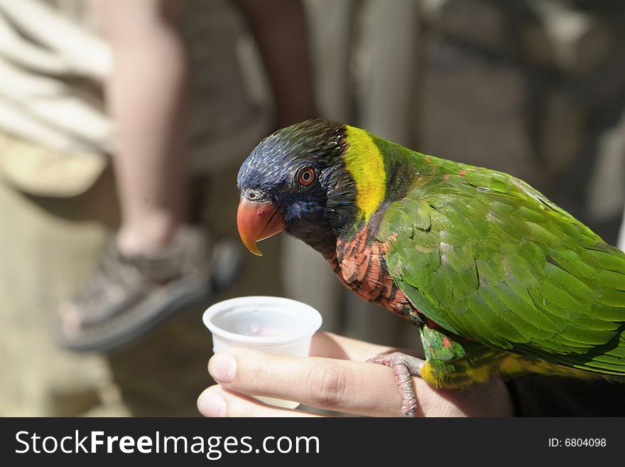 Feeding a parakeet