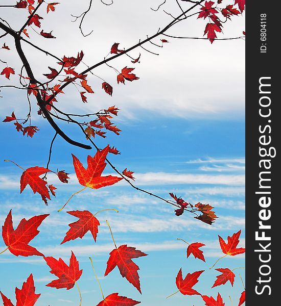 Red Maple leaves falling from tree with blank area for text. Red Maple leaves falling from tree with blank area for text