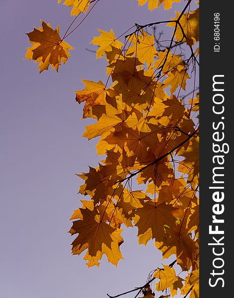 Yellow leafs of maple on sky background