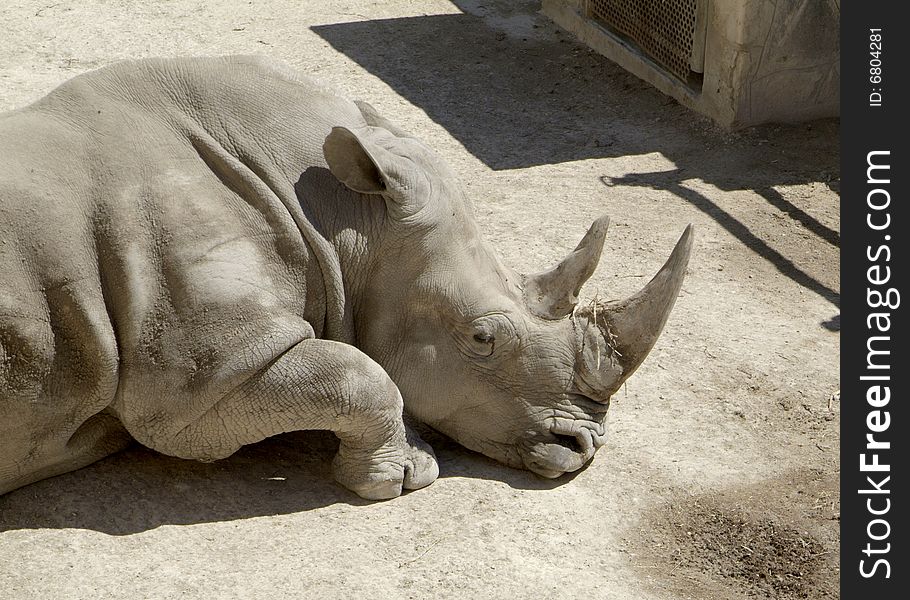 Sleeping rhinoceros at the zoo