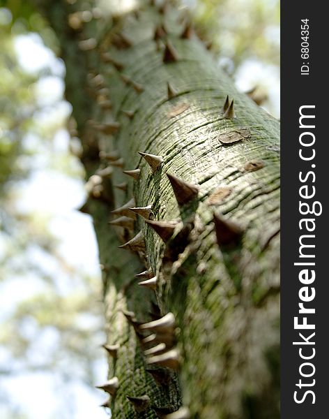 Green tree trunk with large thorns. Green tree trunk with large thorns