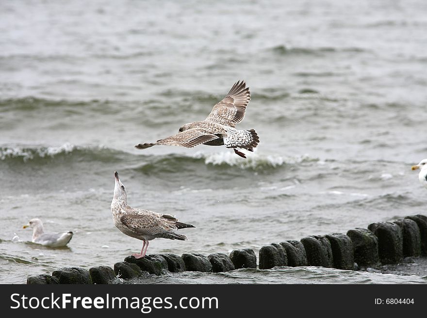 Seagull flying