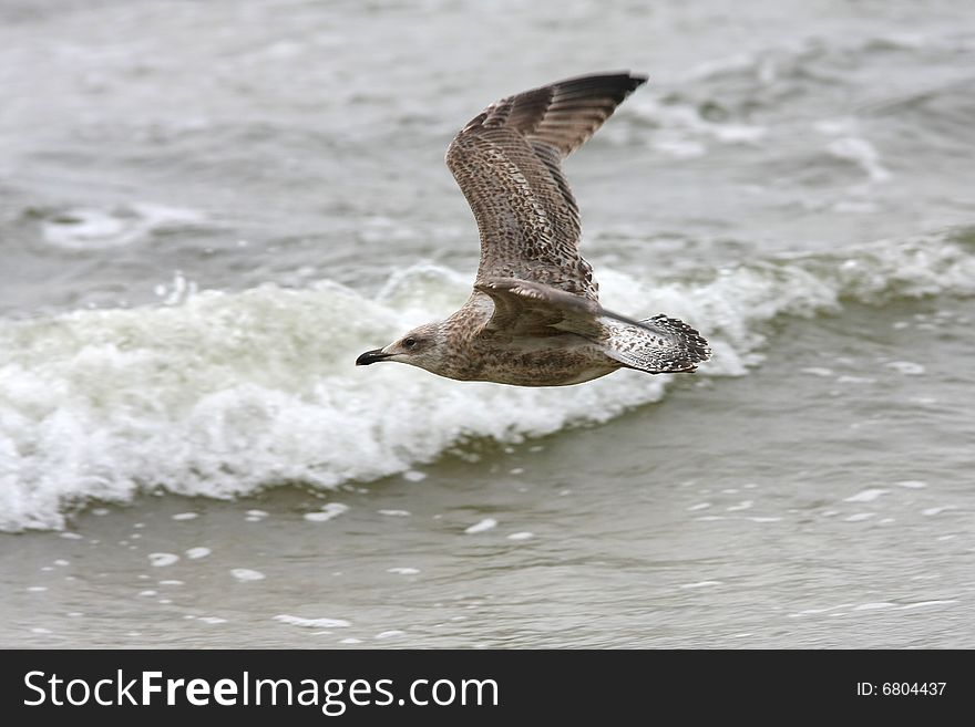 Seagull In The Air