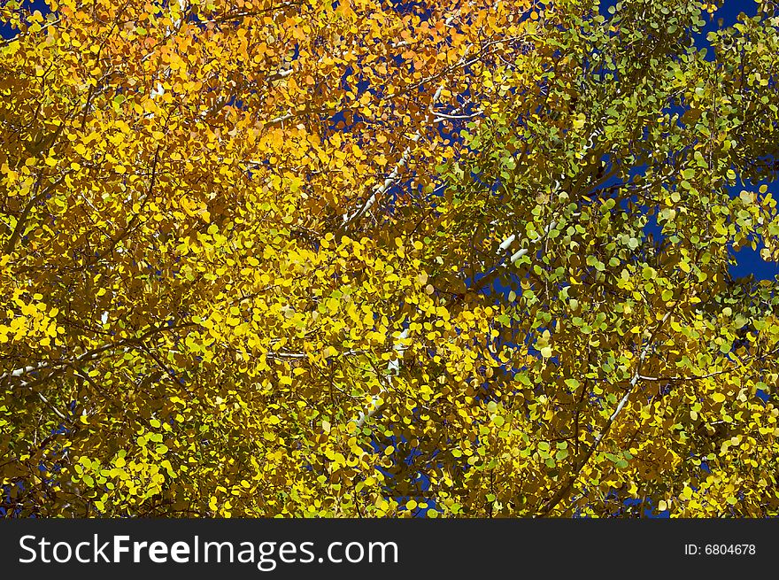 Colorful Aspen Pines