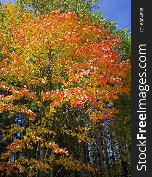 September neon leaves in the north woods of Minnesota